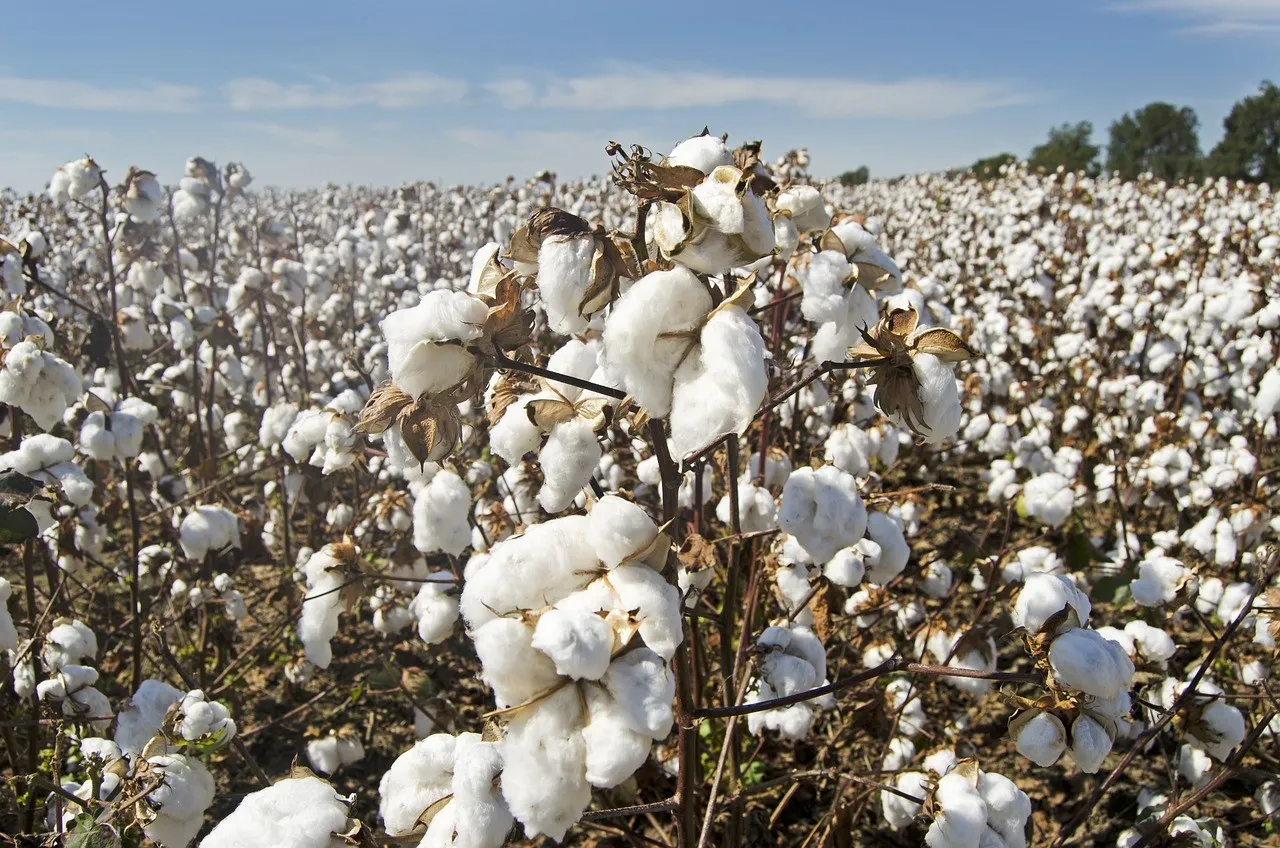 cotton field